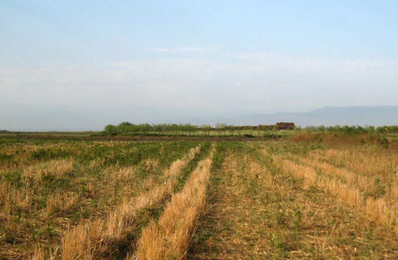 Der Gurban Tepe von Süden. Der Hügel war bis zum Grabungsbeginn dicht mit Absinth bewachsen, und von 2005 bis 2009 hatte dort der Schafhirte Raguf Aliev seine Hütte und Stallungen, 2006 (Foto: G. Mehnert)